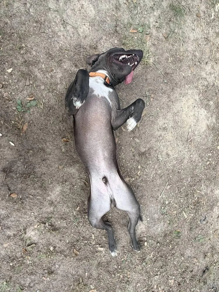 An adult medium-sized male American Staffordshire Terrier dog named Butler for adoption in Leverett, MA