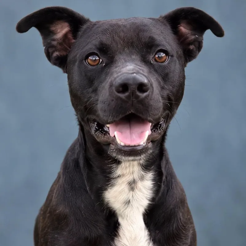 An adult medium-sized male Black Mixed Breed dog named O'Brien for adoption in Cranston, RI
