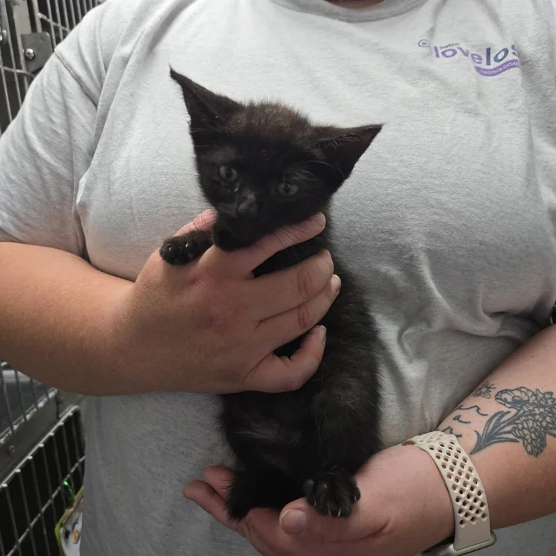 A baby medium-sized female Black Domestic Short Hair cat named Tina for adoption in Mount Gilead, NC