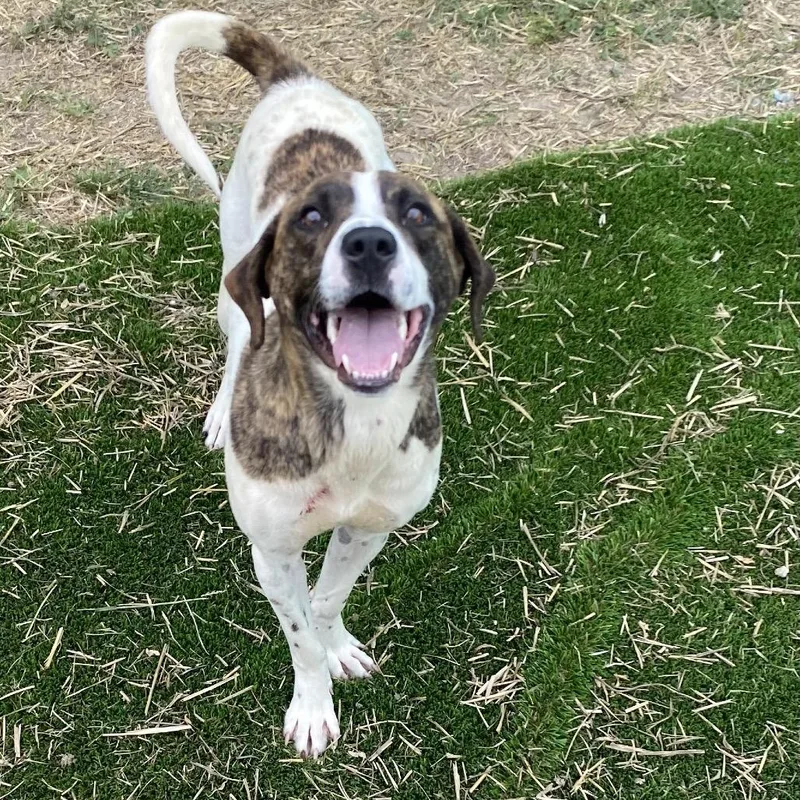 An adult medium-sized male White / Cream English Pointer dog named Gemini for adoption in Caryville, TN