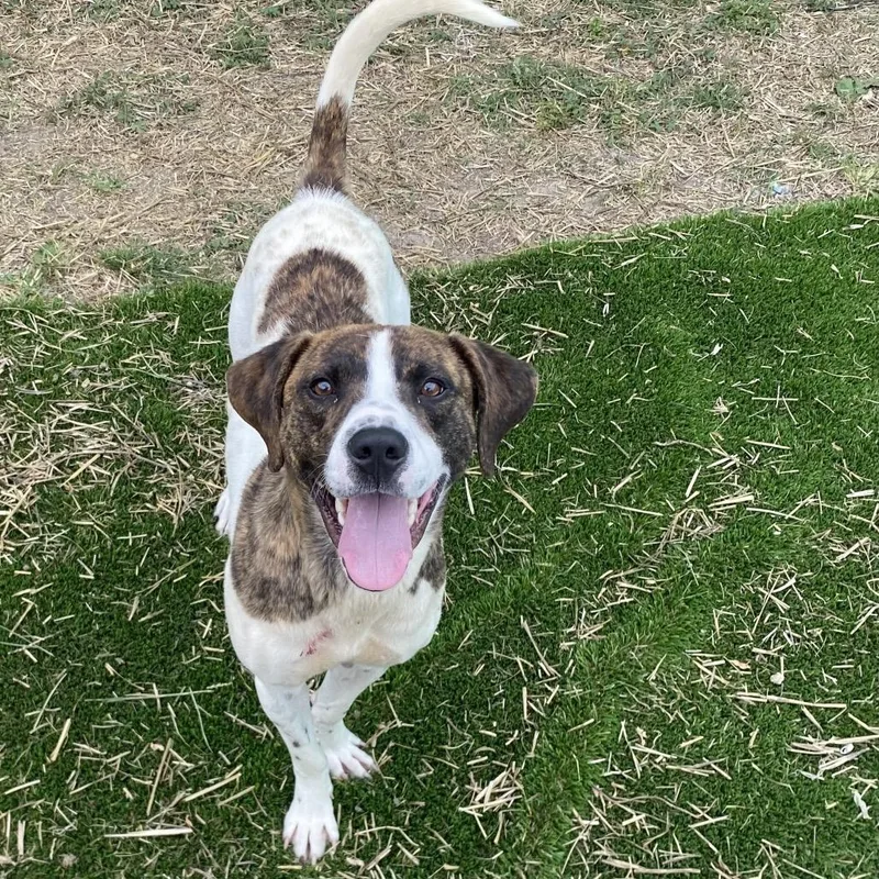 Gemini thumbnail 2