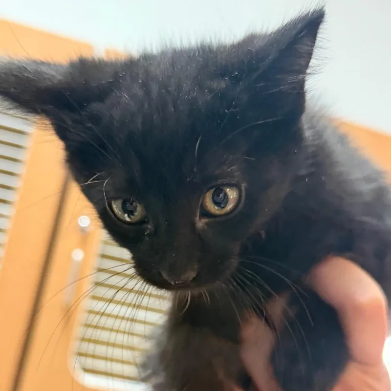 A baby small-sized male Black Domestic Short Hair cat named Bandit for adoption in Idaho Falls, ID
