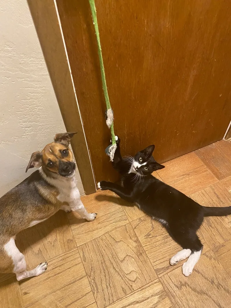 Paulie Walnuts thumbnail 4