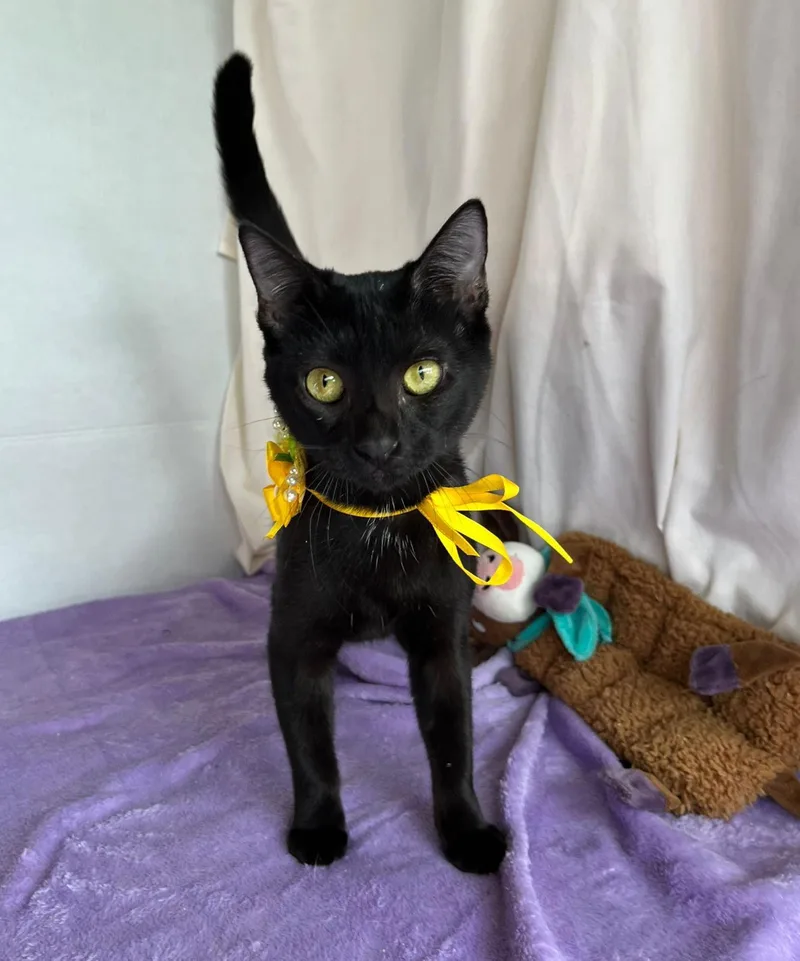 A baby medium-sized female Black Domestic Short Hair cat named Alora for adoption in Margate, FL