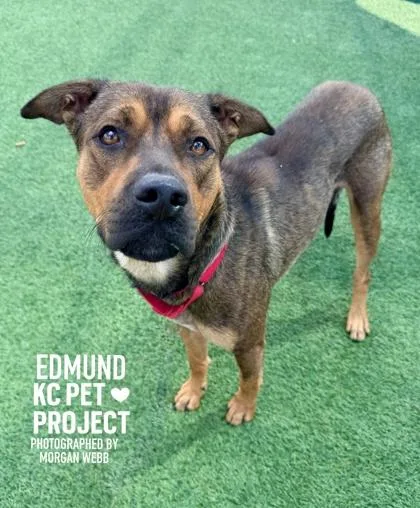 An adult large-sized male Brown / Chocolate Mixed Breed dog named Edmund for adoption in Kansas City, MO