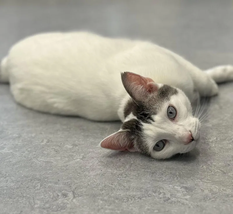 An adult extra large-sized male Domestic Short Hair cat named Zorro for adoption in Arlington, VT