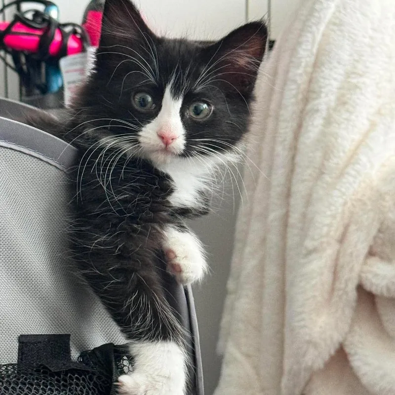A baby small-sized female Black Domestic Medium Hair cat named Nala Nitz for adoption in Eagle Mountain, UT
