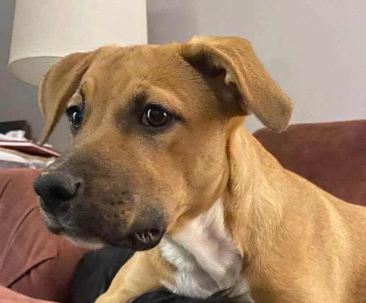 Snickers thumbnail 3