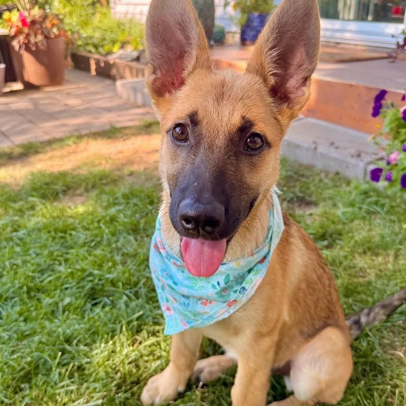 A baby small-sized female Yellow / Tan / Blond / Fawn Mixed Breed dog named Rotini for adoption in Buffalo, MN