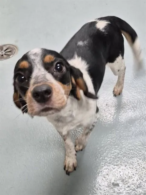 A young medium-sized female Beagle dog named Millie for adoption in Saint Cloud, FL