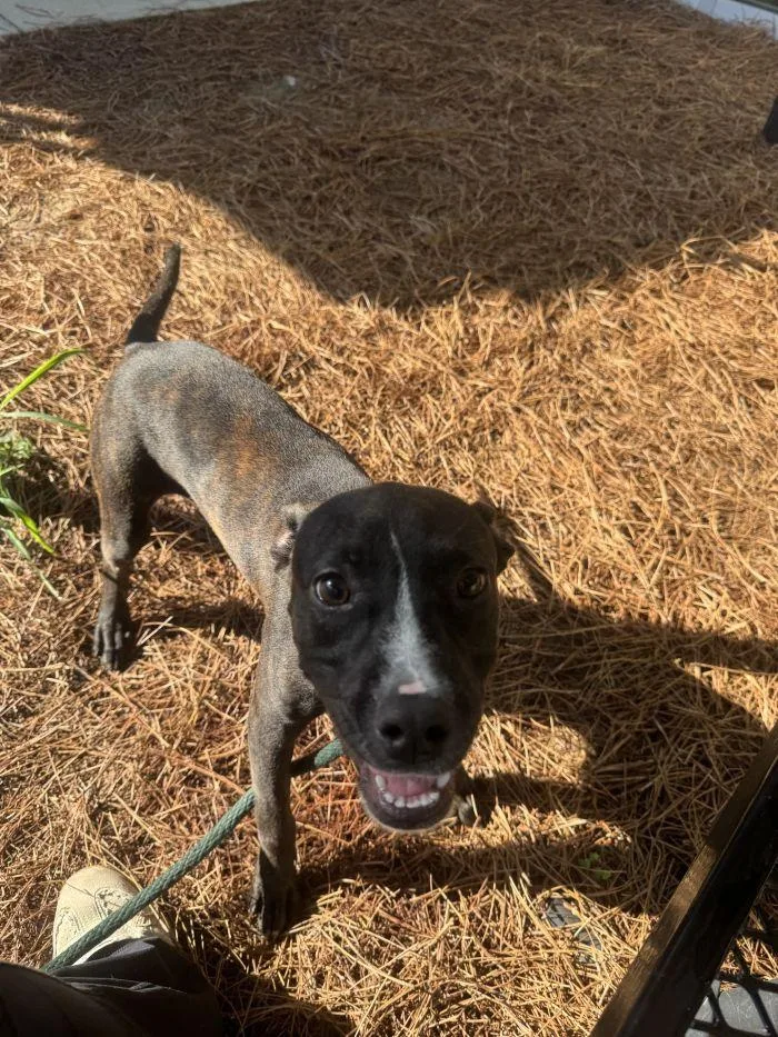 A young medium-sized female Terrier dog named Rory for adoption in Hilton Head Island, SC