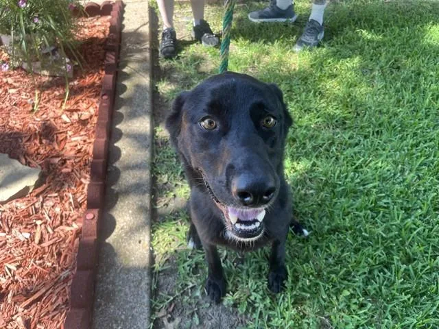An adult large-sized female Labrador Retriever dog named Lulu for adoption in Garland, TX