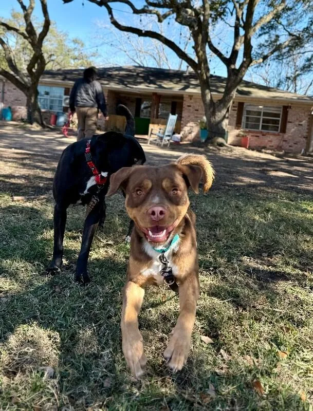 An adult medium-sized male Brown / Chocolate American Staffordshire Terrier dog named Club Scout The Ultimate for adoption in Friendswood, TX