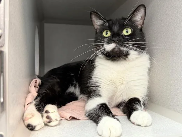 A young medium-sized female Domestic Short Hair cat named Lazuli for adoption in New York, NY