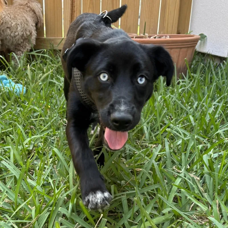 A baby medium-sized female Black Black Labrador Retriever dog named Nova for adoption in Brownsville, TX