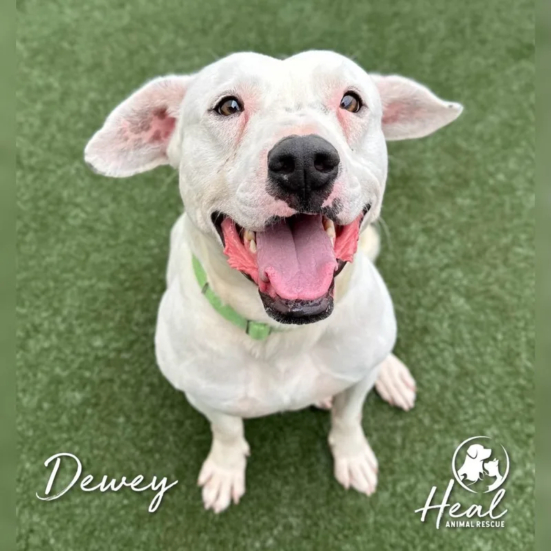 An adult medium-sized male White / Cream Bull Terrier dog named Dewey for adoption in Youngwood, PA