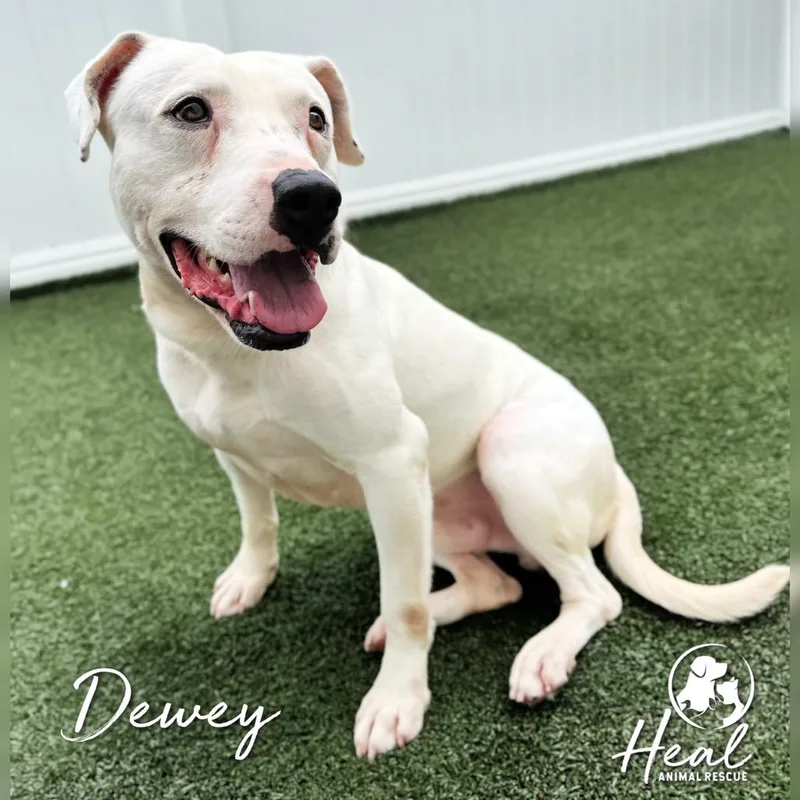 Dewey thumbnail 4