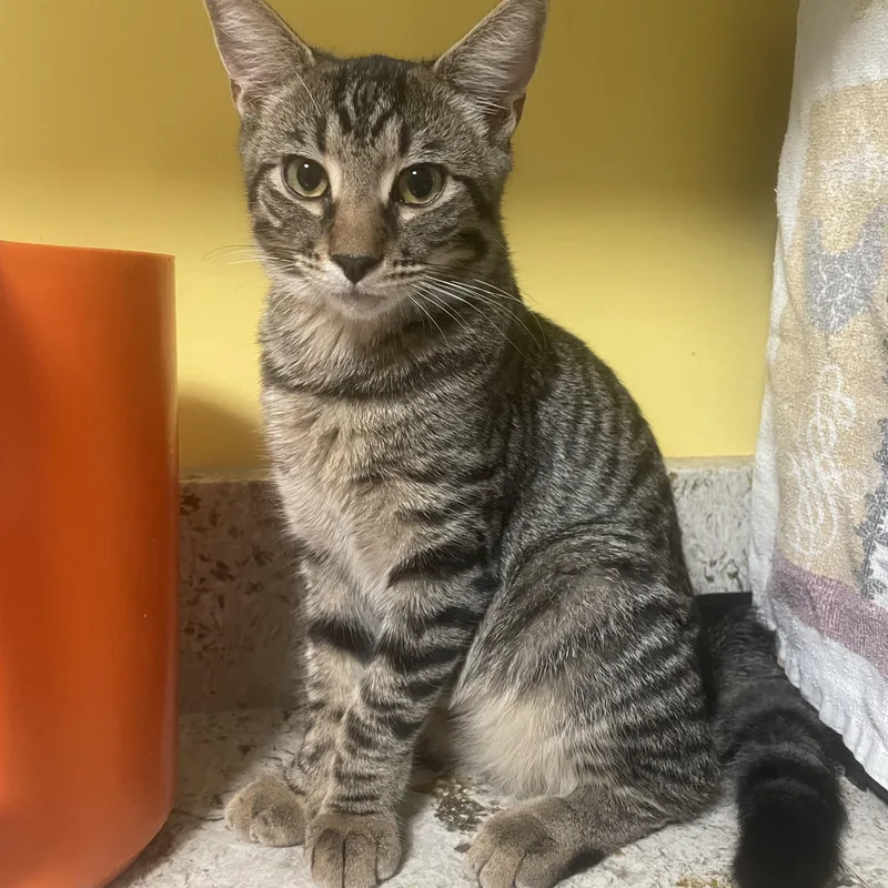 A young medium-sized female Tabby (Brown / Chocolate) Domestic Short Hair cat named Michelle for adoption in Baltimore, MD