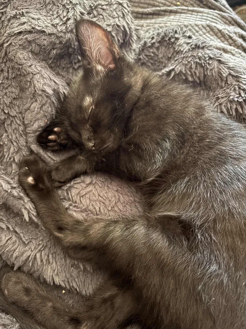 A baby medium-sized male Black Domestic Short Hair cat named Kachow for adoption in Wildomar, CA