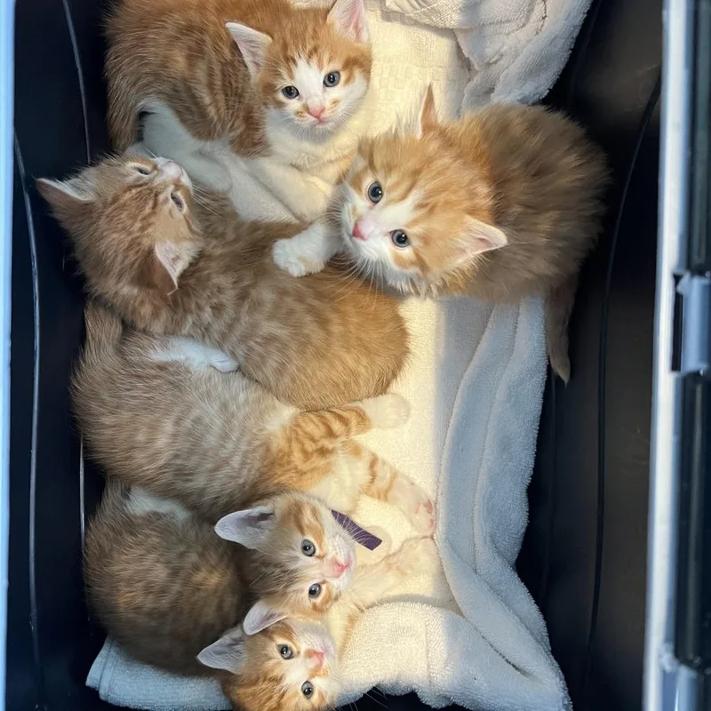 A baby small-sized female Orange / Red Domestic Short Hair cat named Beverly for adoption in Chesapeake, VA