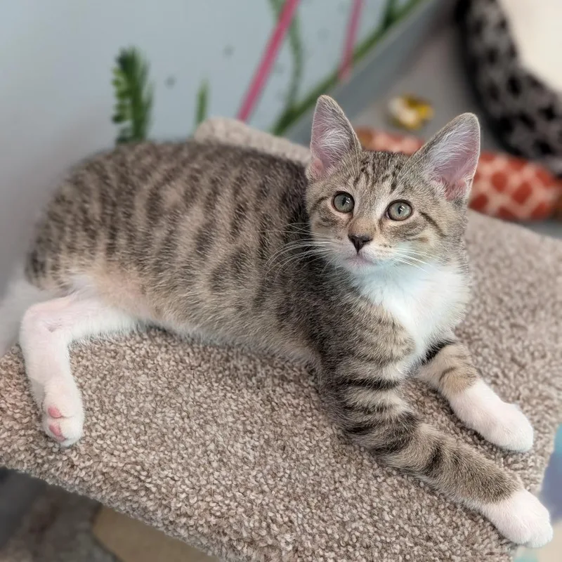 A baby medium-sized male Domestic Short Hair cat named Morado for adoption in Cape Girardeau, MO