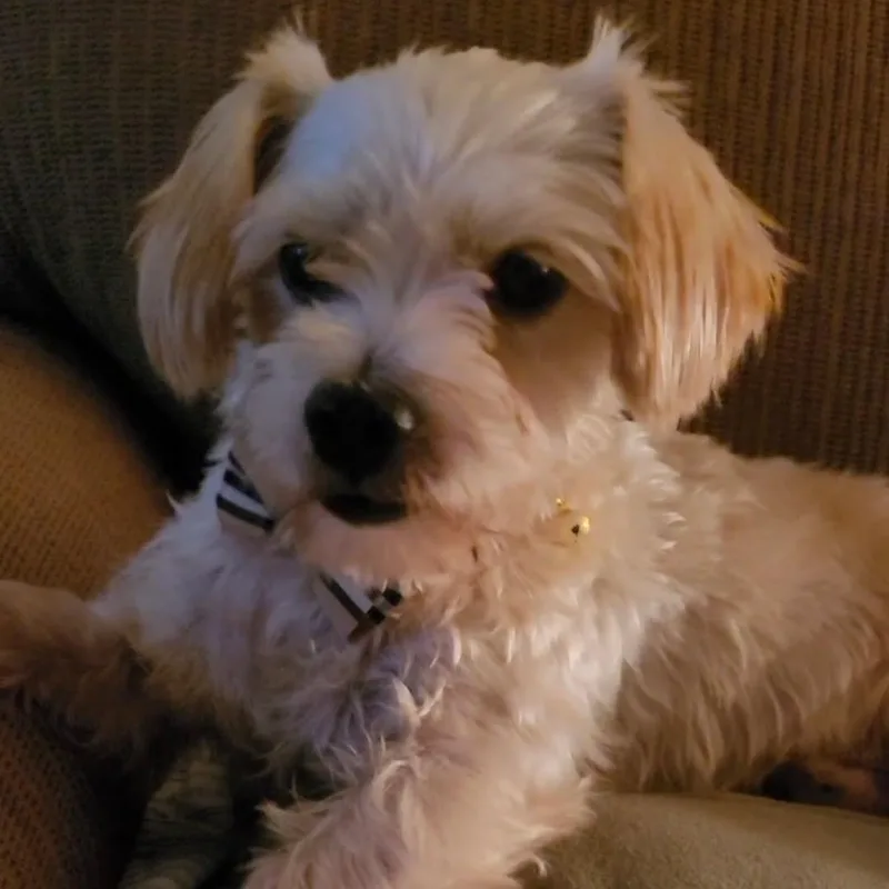 A young small-sized male Maltese dog named Charlie for adoption in Greenville, SC