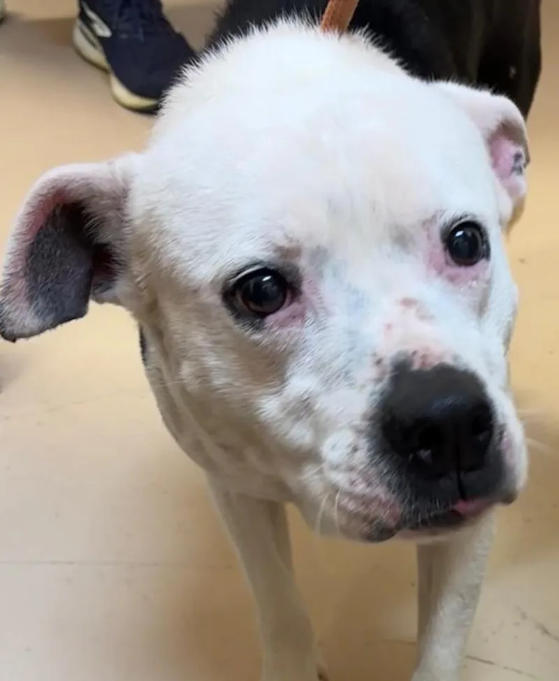 A young medium-sized female Pit Bull Terrier dog named Sissy for adoption in Elizabethton, TN