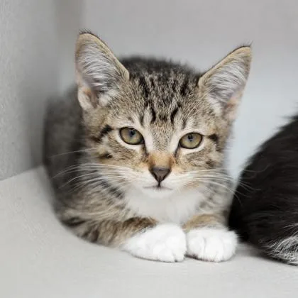 A baby small-sized male Brown / Chocolate Domestic Short Hair cat named Oyster for adoption in Atlanta, GA