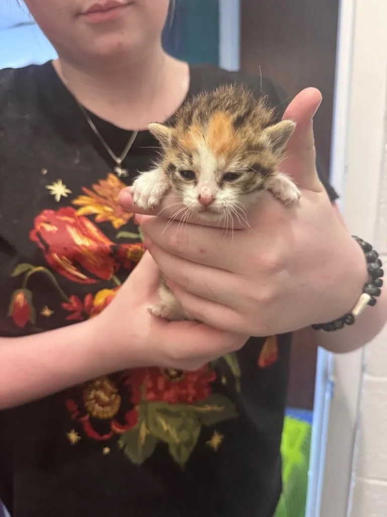 A baby medium-sized female Domestic Short Hair cat named Maple for adoption in Johnson City, TN