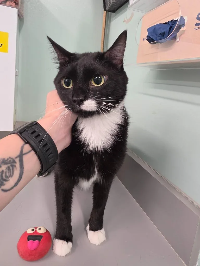 Mittens