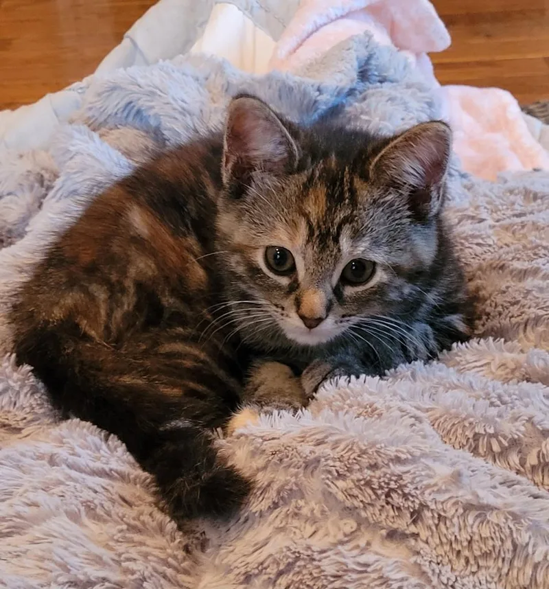 A baby medium-sized female Domestic Short Hair cat named Valerie for adoption in Athens, OH