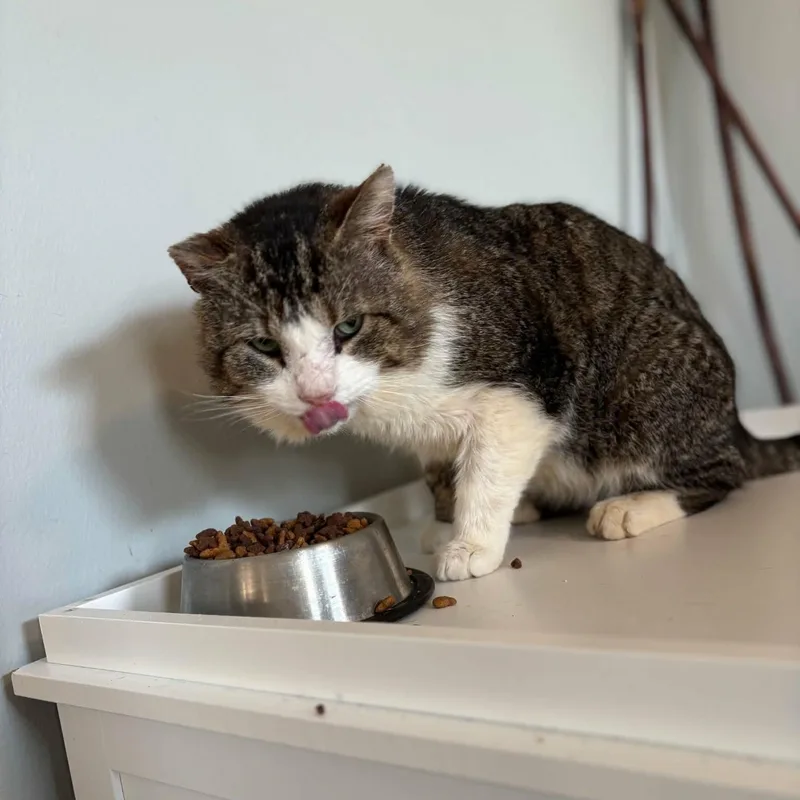 An adult medium-sized male Tabby (Brown / Chocolate) Domestic Short Hair cat named Paulie for adoption in Vine Grove, KY