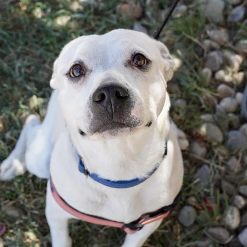 An adult medium-sized female White / Cream American Staffordshire Terrier dog named Nita for adoption in Pagosa Springs, CO