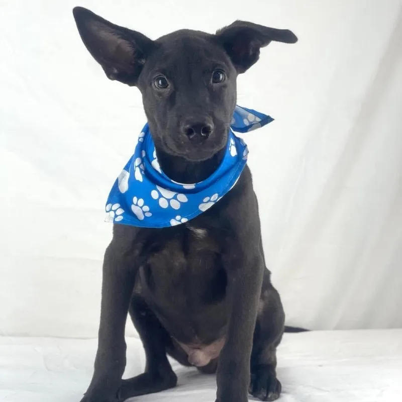 A baby medium-sized male German Shepherd Dog dog named Hudson Local November for adoption in Brookshire, TX