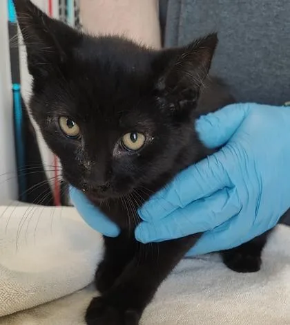 A young small-sized male Domestic Short Hair cat named Fluff for adoption in Lafayette, IN