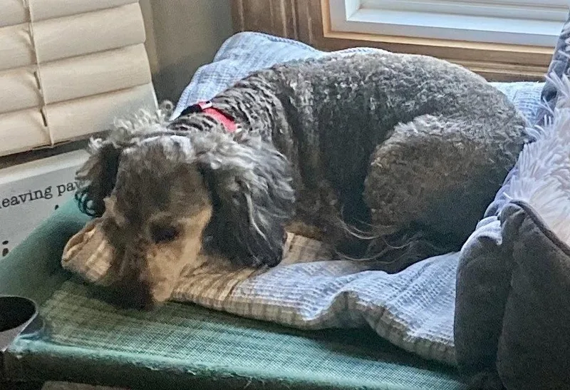 An adult medium-sized female Poodle dog named Buffy for adoption in Omaha, NE