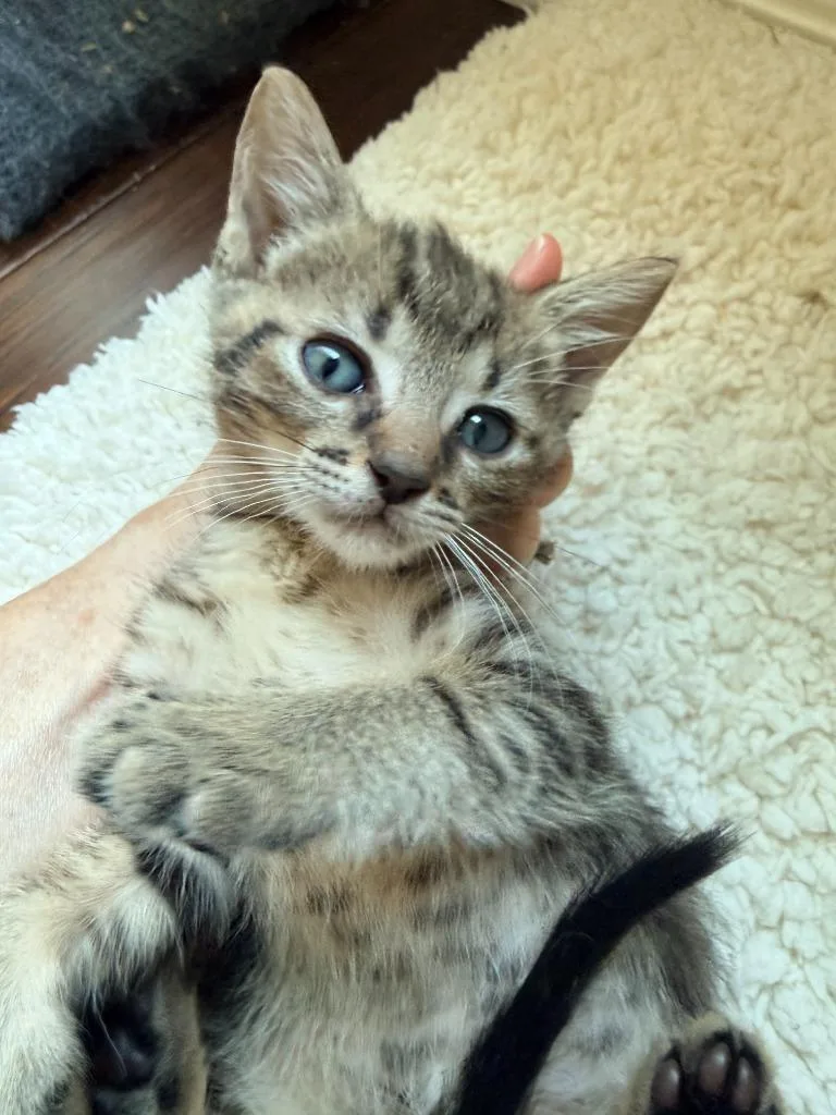 A baby small-sized male Tabby cat named Tyson for adoption in San Antonio, TX