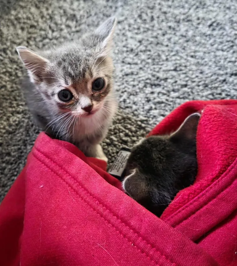 A baby small-sized male Tabby (Brown / Chocolate) Domestic Short Hair cat named Frodo for adoption in Metamora, IL