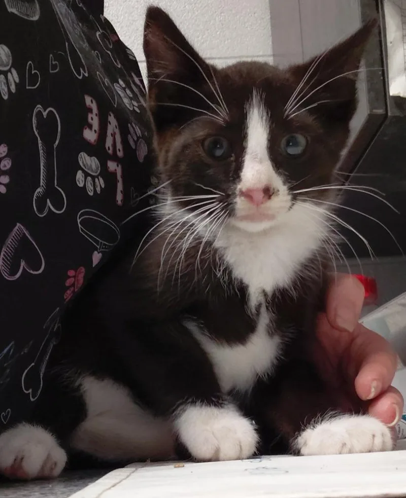 A baby small-sized male Domestic Medium Hair cat named Kason for adoption in Henderson, NC