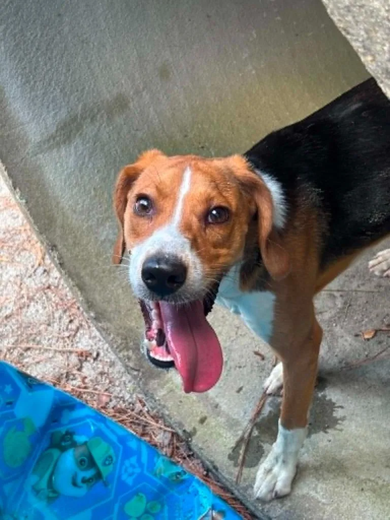 A baby medium-sized male Hound dog named Gunther for adoption in Warrenton, NC