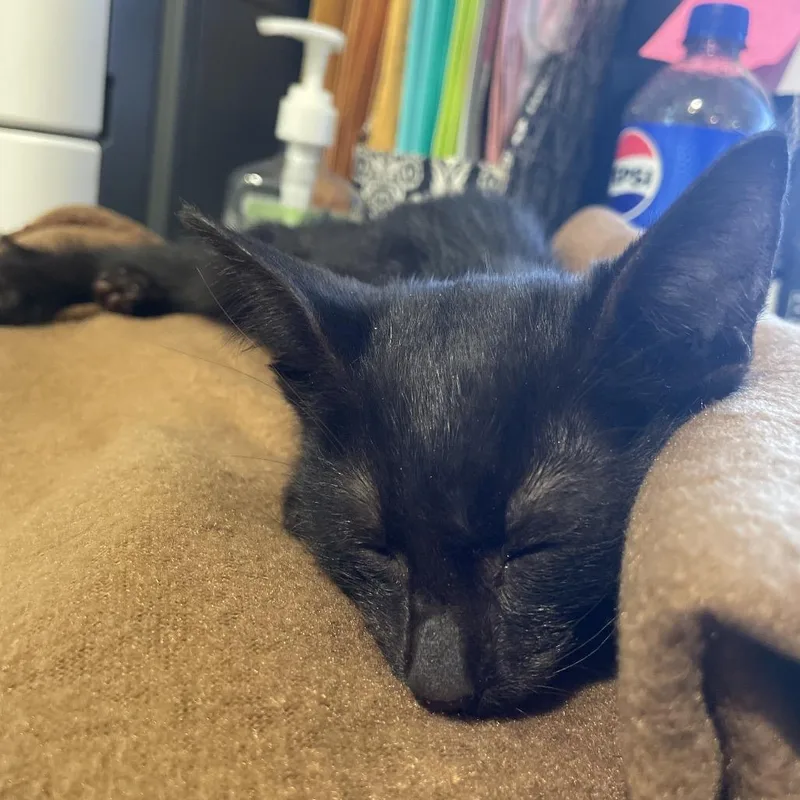 A baby small-sized male Black Domestic Short Hair cat named Ennis Del Mar for adoption in Port Charlotte, FL
