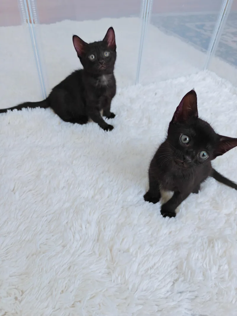 A young medium-sized male Domestic Short Hair cat named Apollo for adoption in New Orleans, LA