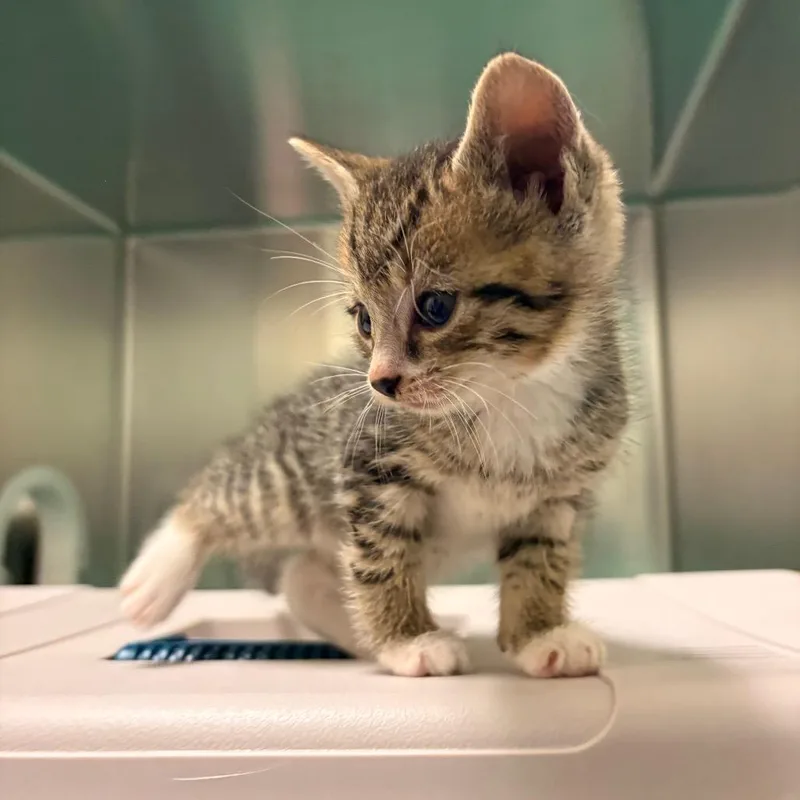 A baby small-sized male Brown / Chocolate Domestic Short Hair cat named Moondance for adoption in South Burlington, VT