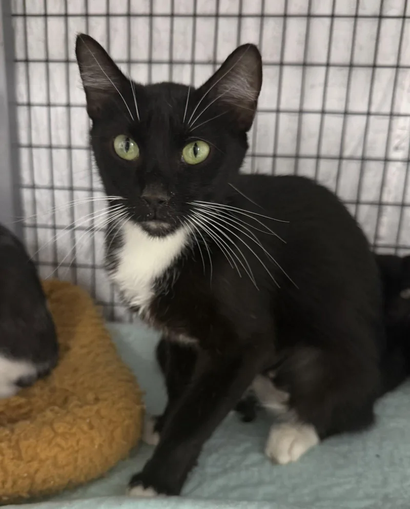 A young medium-sized female Black & White / Tuxedo Domestic Short Hair cat named Moma for adoption in Satellite Beach, FL