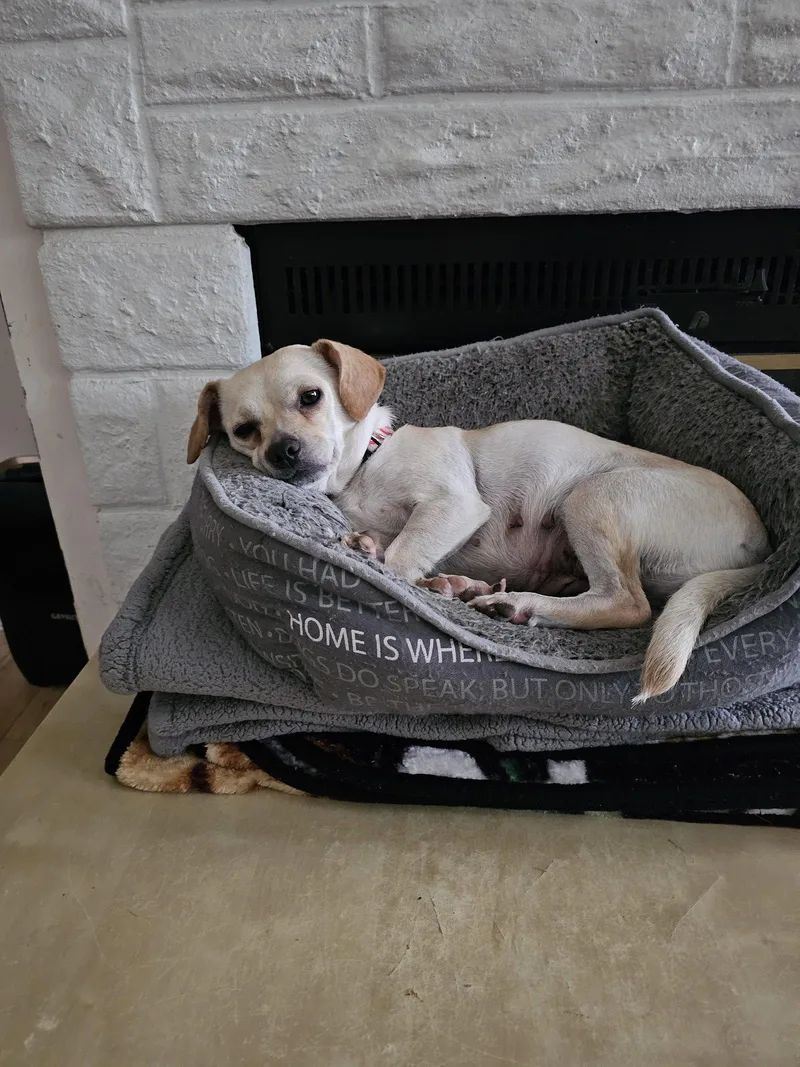A young small-sized female Chihuahua dog named Brie for adoption in Jackson, NJ