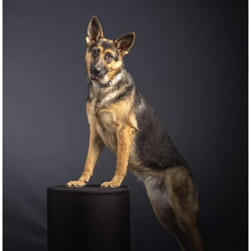 A young large-sized female Tricolor (Brown, Black, & White) German Shepherd Dog dog named Zoey for adoption in Mansfield, TX