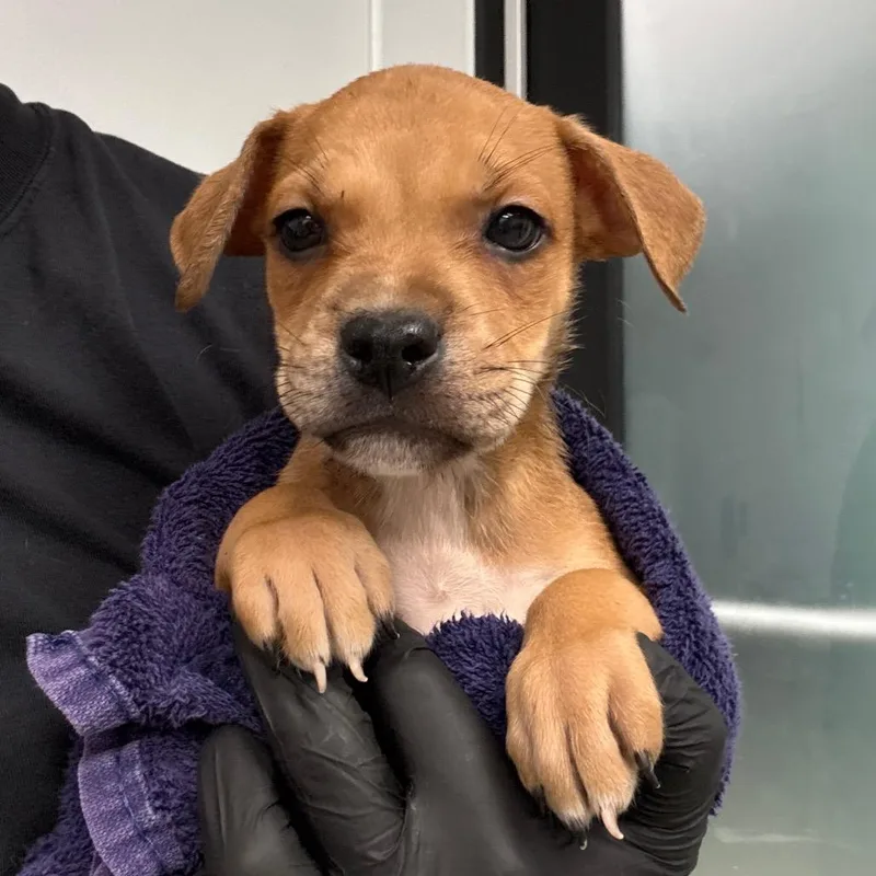 A baby small-sized male Brown / Chocolate Terrier dog named Tommy for adoption in Abilene, TX