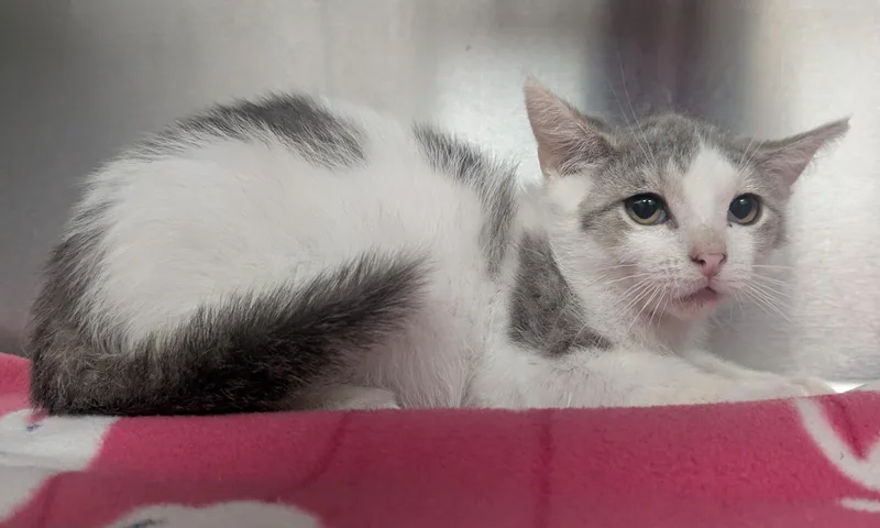 A young small-sized male Gray & White Domestic Short Hair cat named Edward for adoption in New Ulm, MN