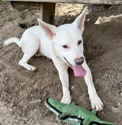 An adult medium-sized female German Shepherd Dog dog named Earzibeth for adoption in Inverness, FL