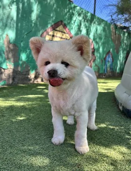 A senior small-sized male White / Cream American Eskimo Dog dog named Renny for adoption in El Paso, TX